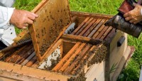 Λασίθι: Οι μελισσοκόμοι μεταναστεύουν σε Πελοπόννησο και βόρεια Ελλάδα