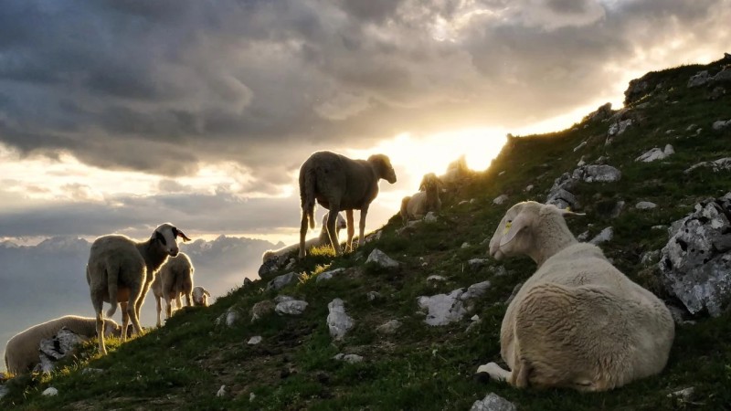 Λασίθι: Από 7 έως 7,5 ευρώ θα πουλήσουν οι κτηνοτρόφοι τα αμνοερίφιά τους - Μεγάλος αριθμός θα λείψει από την ελληνική αγορά